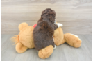 Aussiechon Puppy for Adoption