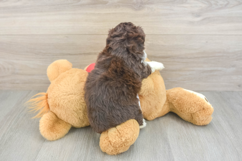 Aussiechon Puppy for Adoption