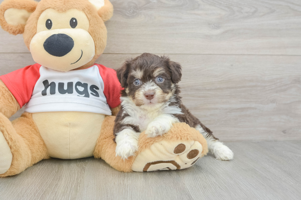 Sweet Aussiechon Baby