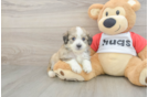Aussiechon Pup Being Cute