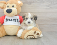 5 week old Aussiechon Puppy For Sale - Puppy Love PR