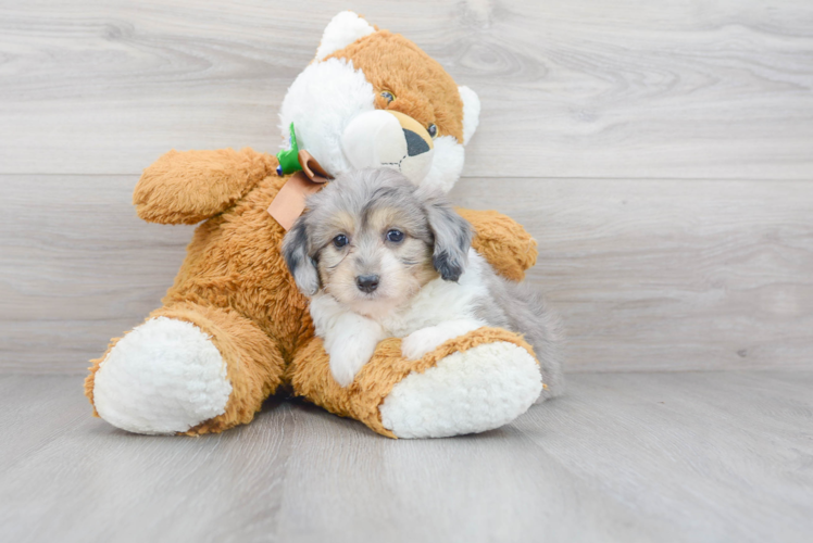 Meet Mako - our Aussiechon Puppy Photo 1/3 - Puppy Love PR Aussiechon Puppy for Adoption