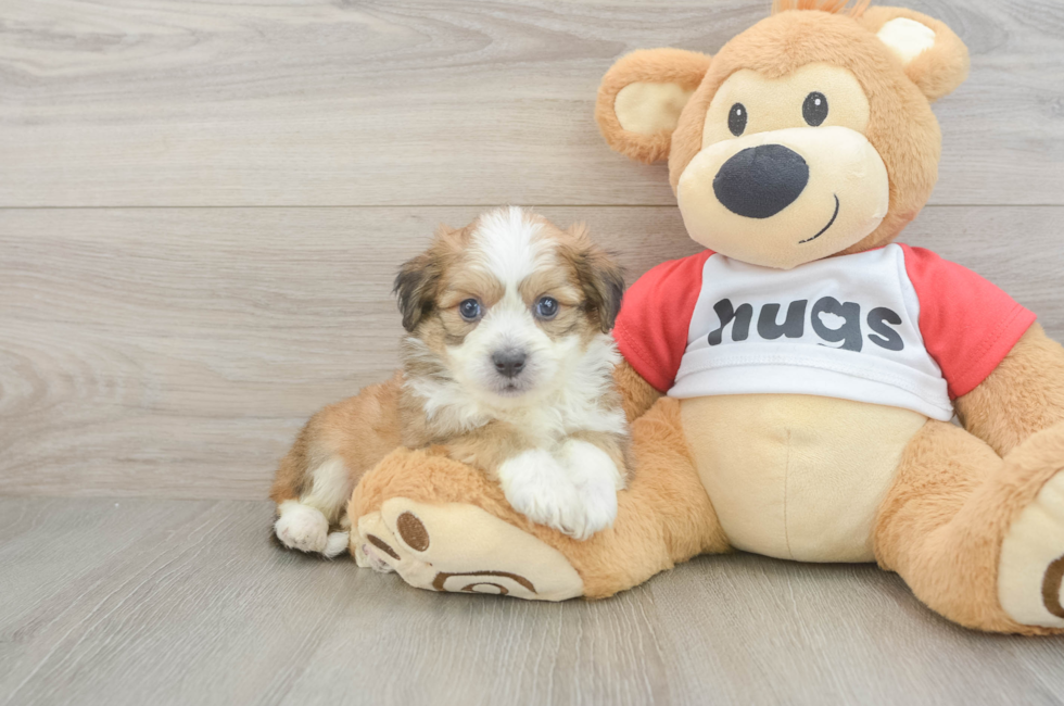 5 week old Aussiechon Puppy For Sale - Puppy Love PR