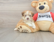 6 week old Aussiechon Puppy For Sale - Puppy Love PR