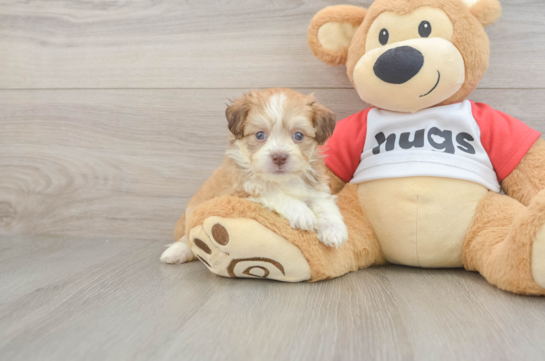 Aussiechon Puppy for Adoption