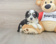 7 week old Aussiechon Puppy For Sale - Puppy Love PR