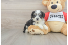 Best Aussiechon Baby