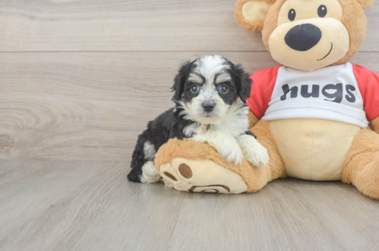 Best Aussiechon Baby