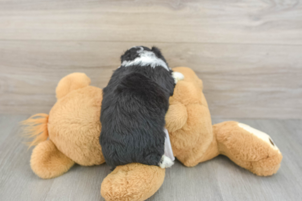 Aussiechon Puppy for Adoption