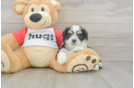 Energetic Aussie Bichon Designer Puppy