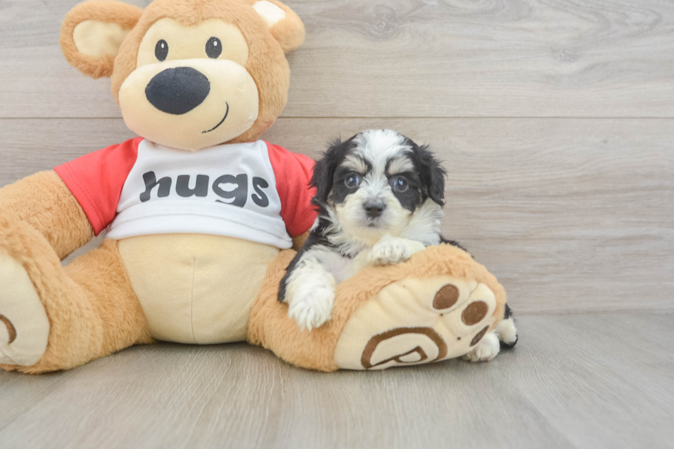 Energetic Aussie Bichon Designer Puppy