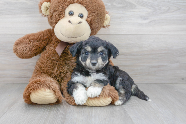 Aussiechon Puppy for Adoption