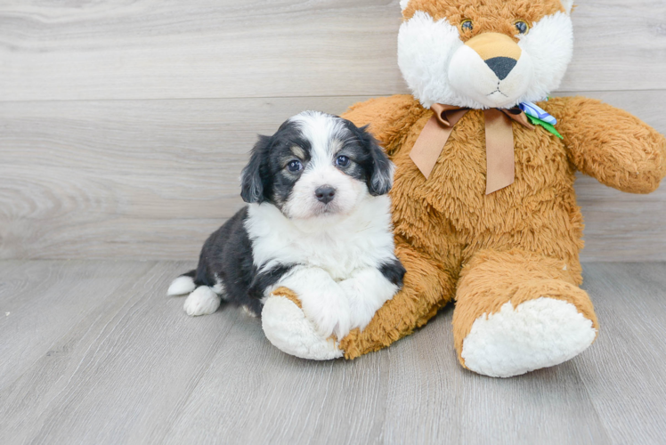 Aussiechon Puppy for Adoption