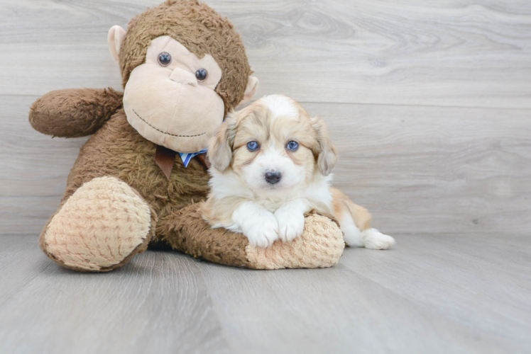 Meet Marvel - our Aussiechon Puppy Photo 1/3 - Puppy Love PR Cute Aussiechon Baby