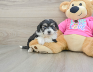 7 week old Aussiechon Puppy For Sale - Puppy Love PR