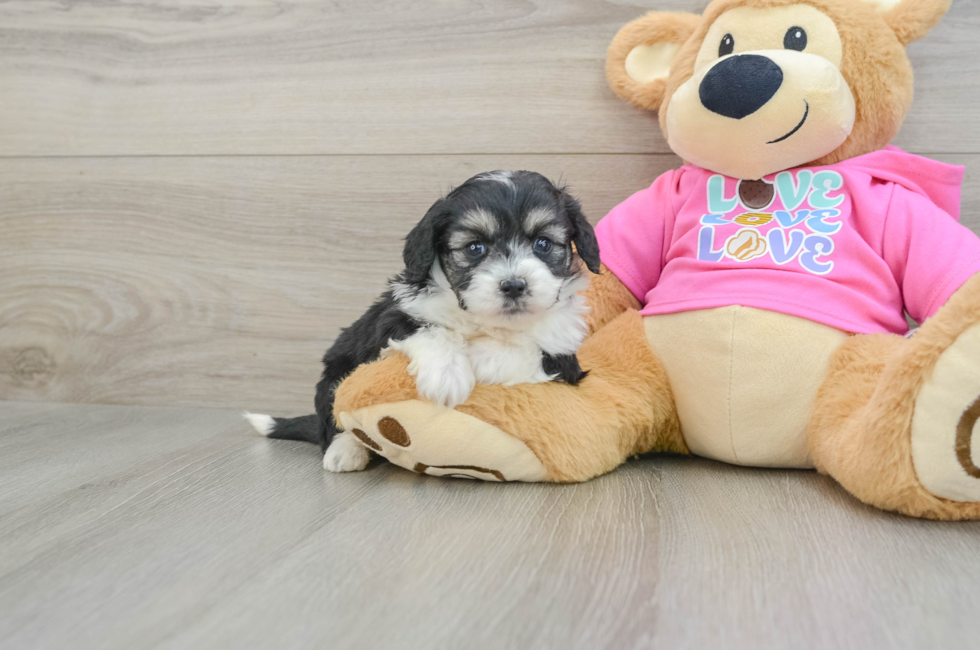 7 week old Aussiechon Puppy For Sale - Puppy Love PR