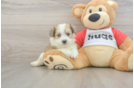 Aussiechon Puppy for Adoption