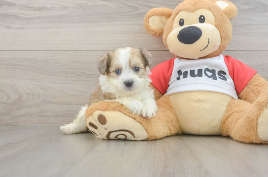 Aussiechon Puppy for Adoption