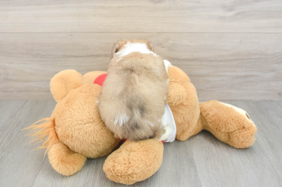 Aussiechon Pup Being Cute