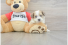Fluffy Aussiechon Designer Pup