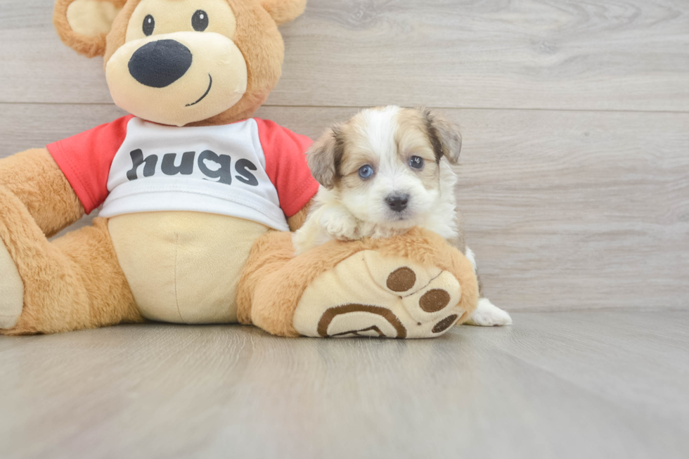 Fluffy Aussiechon Designer Pup