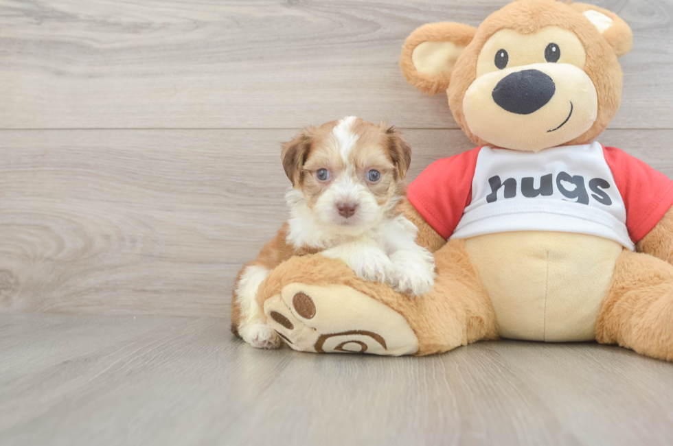 5 week old Aussiechon Puppy For Sale - Puppy Love PR