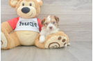 Best Aussiechon Baby
