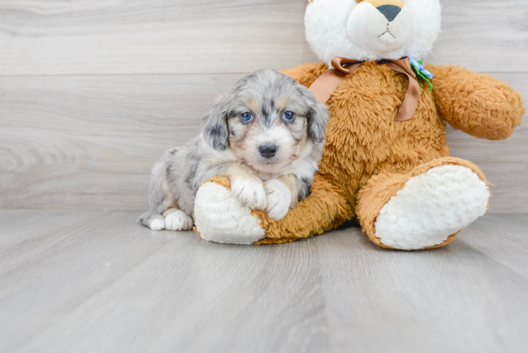 Meet Maybelline - our Aussiechon Puppy Photo 1/3 - Puppy Love PR Cute Aussiechon Baby
