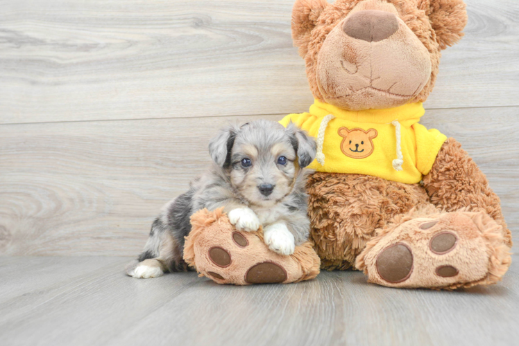 Meet Nadia - our Aussiechon Puppy Photo 1/3 - Puppy Love PR Aussiechon Pup Being Cute