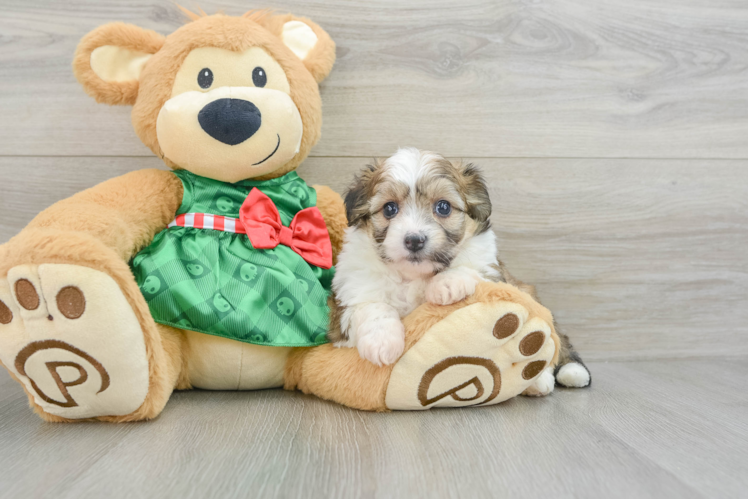 Meet Nadia - our Aussiechon Puppy Photo 1/3 - Puppy Love PR Petite Aussiechon Designer Pup