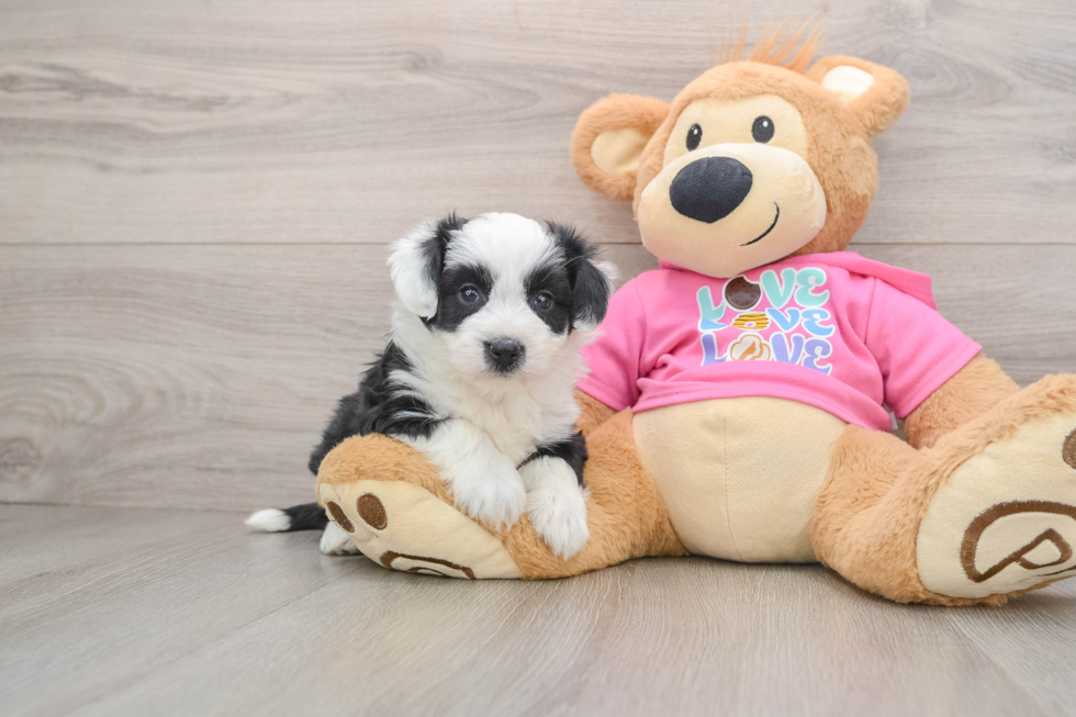 Aussiechon Pup Being Cute
