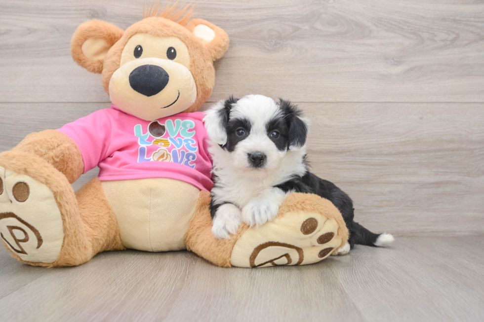 Petite Aussiechon Designer Pup