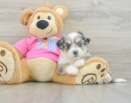 7 week old Aussiechon Puppy For Sale - Puppy Love PR