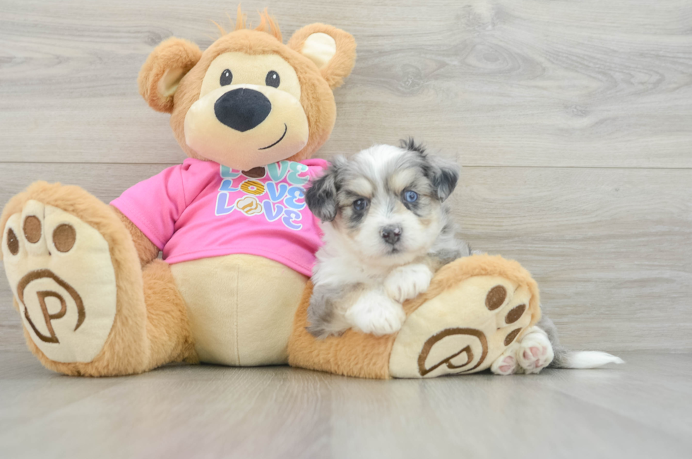 7 week old Aussiechon Puppy For Sale - Puppy Love PR