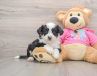 8 week old Aussiechon Puppy For Sale - Puppy Love PR