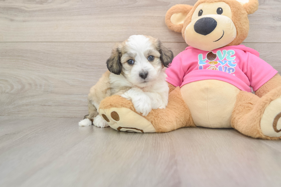 Fluffy Aussiechon Designer Pup