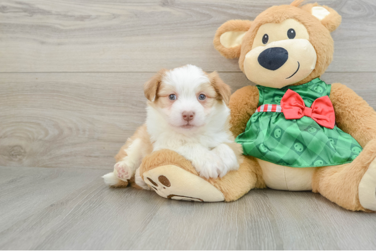 Meet Nick - our Aussiechon Puppy Photo 1/3 - Puppy Love PR Best Aussiechon Baby