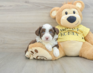 6 week old Aussiechon Puppy For Sale - Puppy Love PR