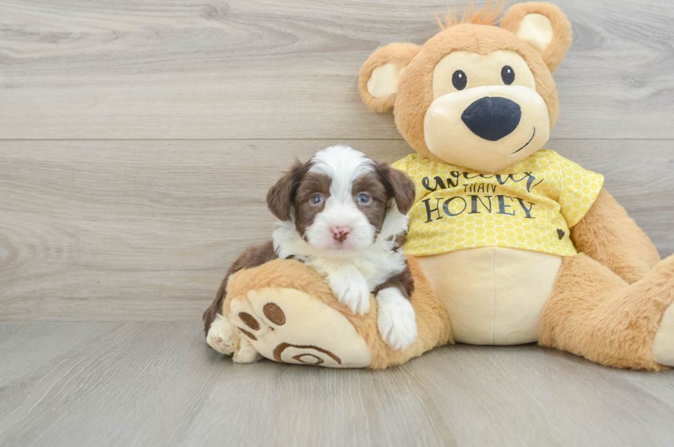 5 week old Aussiechon Puppy For Sale - Puppy Love PR