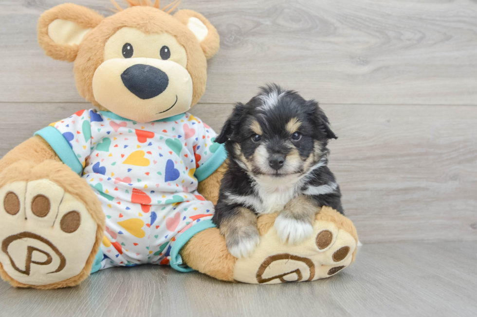 5 week old Aussiechon Puppy For Sale - Puppy Love PR
