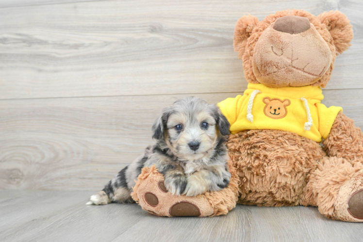 Meet Nightingale - our Aussiechon Puppy Photo 1/3 - Puppy Love PR Cute Aussiechon Baby