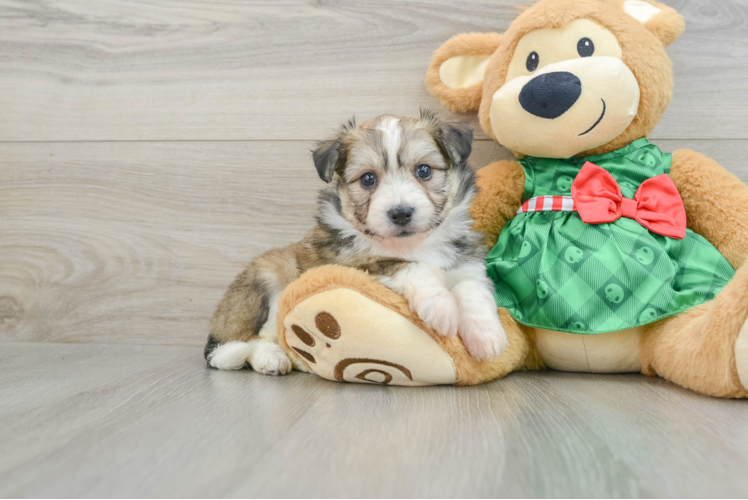 Meet Nightingale - our Aussiechon Puppy Photo 1/3 - Puppy Love PR Funny Aussiechon Designer Pup