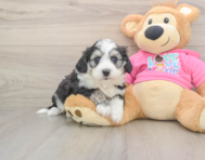 8 week old Aussiechon Puppy For Sale - Puppy Love PR