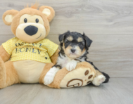 6 week old Aussiechon Puppy For Sale - Puppy Love PR