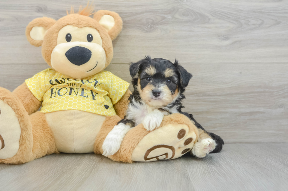 5 week old Aussiechon Puppy For Sale - Puppy Love PR