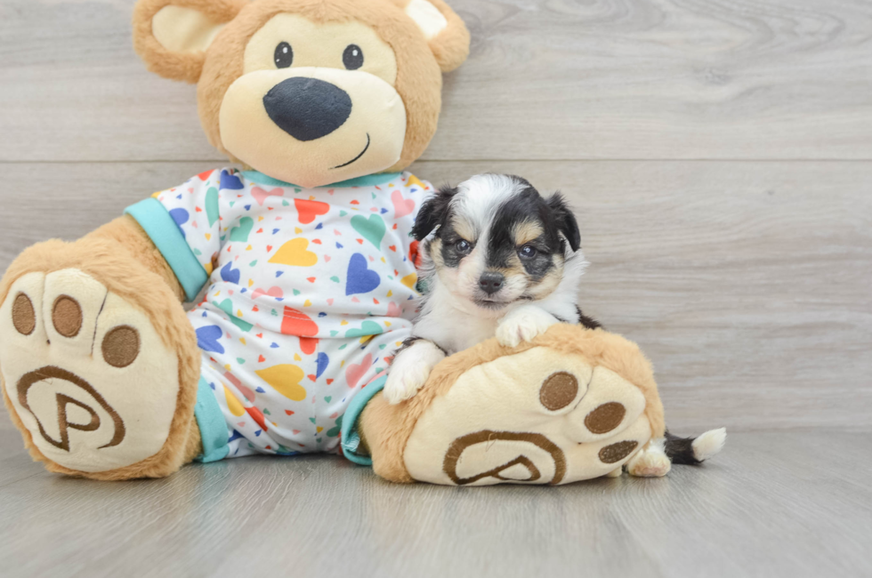 5 week old Aussiechon Puppy For Sale - Puppy Love PR