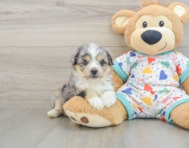 7 week old Aussiechon Puppy For Sale - Puppy Love PR