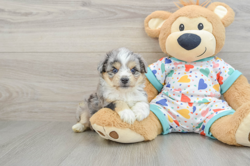 5 week old Aussiechon Puppy For Sale - Puppy Love PR