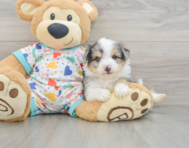 7 week old Aussiechon Puppy For Sale - Puppy Love PR