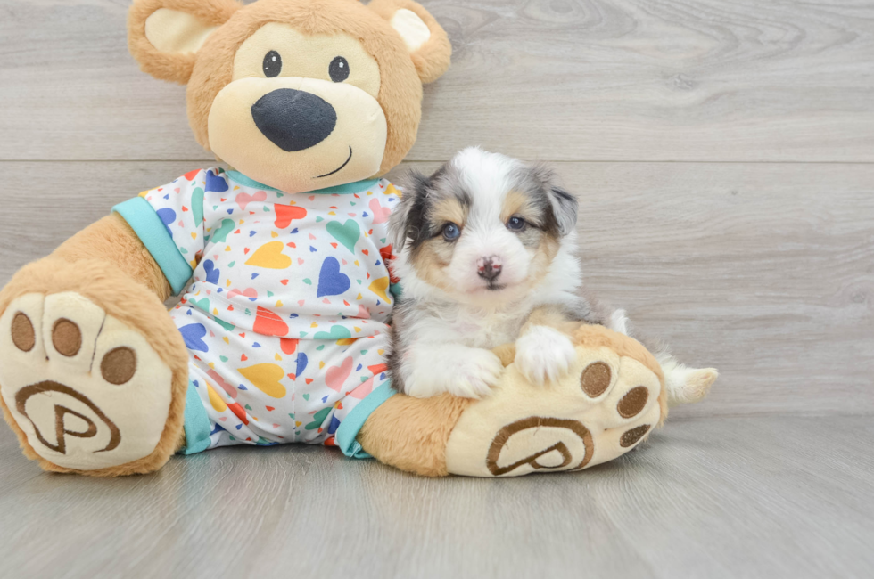 5 week old Aussiechon Puppy For Sale - Puppy Love PR